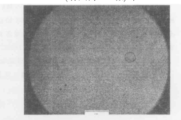 50%LC的PDLC在200倍顯微鏡下照片標尺為125微米